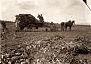 Sklizeň slunečnic, 1928